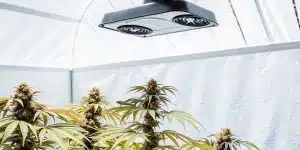 plantes de cannabis cultivées en intérieur sous lumière LED blanche.