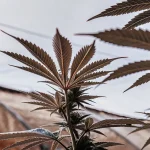 Feuille de cannabis vue en contre-plongée dans une serre, montrant les nervures et les structures laticifères.