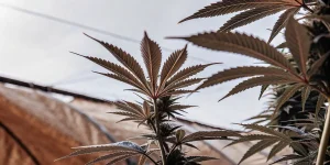 Feuille de cannabis vue en contre-plongée dans une serre, montrant les nervures et les structures laticifères.