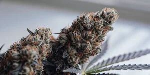 gros plan d’un bourgeon de cannabis bleu avec des trichomes et pistils orange.