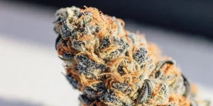 gros plan d’un bourgeon de cannabis Blue Moonrock couvert de trichomes.