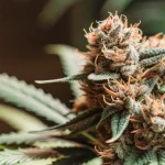 gros plan d’un bourgeon de cannabis Blueberry aux pistils orange et trichomes denses.