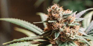 gros plan d’un bourgeon de cannabis Blueberry aux pistils orange et trichomes denses.