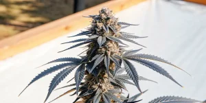 gros plan d’un bourgeon de cannabis aux feuilles violettes et trichomes denses.