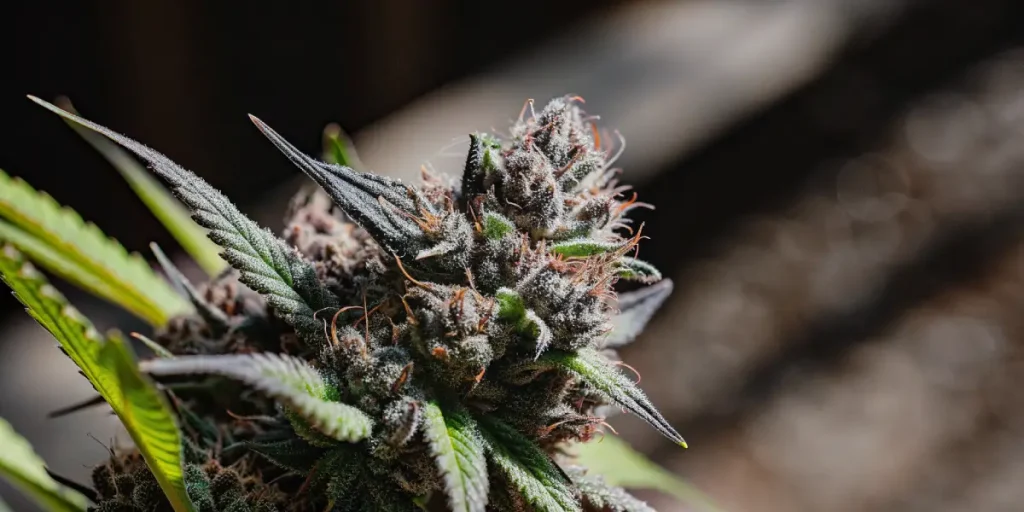 gros plan d’un bourgeon de cannabis Blueberry en floraison avec des pistils orange.