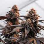 gros plan d’un plant de cannabis Bruce Banner #2 aux feuilles violettes et trichomes denses.