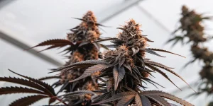 gros plan d’un plant de cannabis Bruce Banner #2 aux feuilles violettes et trichomes denses.