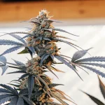 gros plan d’un plant de cannabis Bruce Banner #2 aux pistils orange et feuilles violettes.