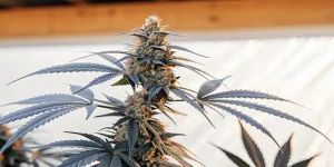 gros plan d’un plant de cannabis Bruce Banner #2 aux pistils orange et feuilles violettes.