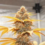 gros plan d’un bourgeon de cannabis orange couvert de trichomes sous lumière chaude.