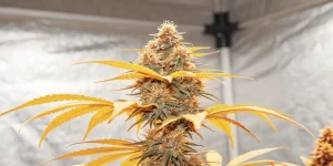 gros plan d’un bourgeon de cannabis orange couvert de trichomes sous lumière chaude.