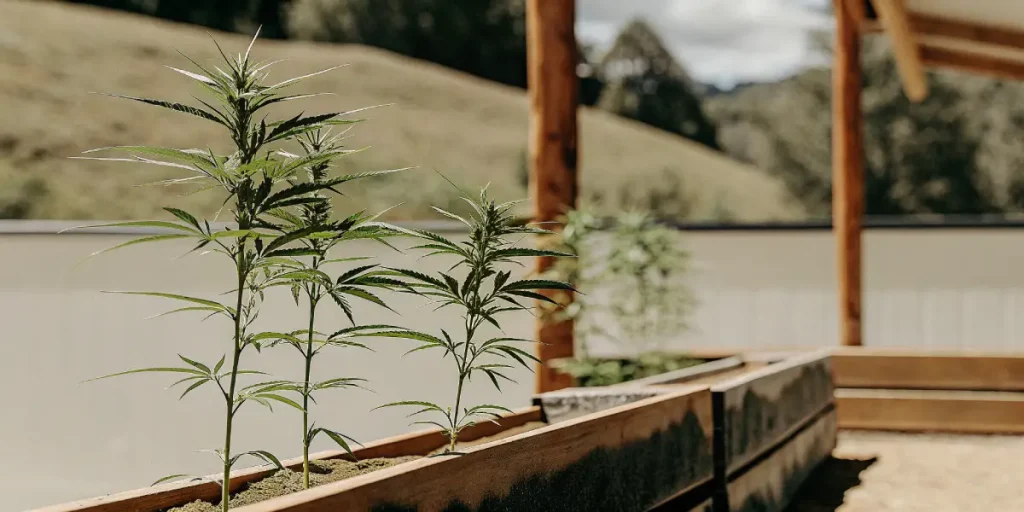jeunes plants de cannabis cultivés dans des bacs en bois à l’extérieur.