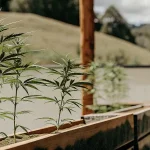 jeunes plants de cannabis cultivés dans des bacs en bois à l’extérieur.