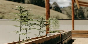 jeunes plants de cannabis cultivés dans des bacs en bois à l’extérieur.