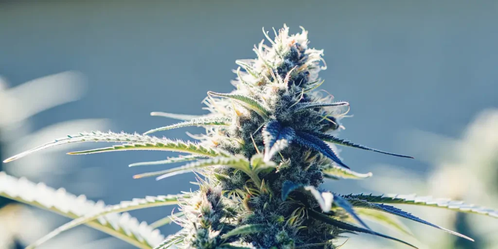 macro d’un bourgeon de cannabis Blueberry aux trichomes bleutés et givrés.
