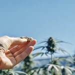 une main tient délicatement des graines de cannabis sous un ciel bleu clair.