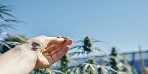 une main tient délicatement des graines de cannabis sous un ciel bleu clair.