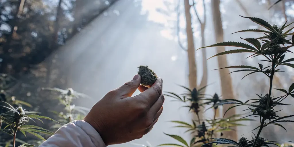 une main examine un bourgeon de cannabis sous la lumière du matin dans la forêt.
