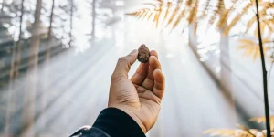 une main tient une graine de cannabis sous la lumière du soleil filtrée par les arbres.