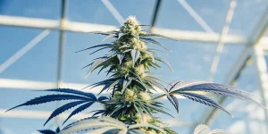 plante de cannabis en floraison dans une serre baignée de lumière naturelle.