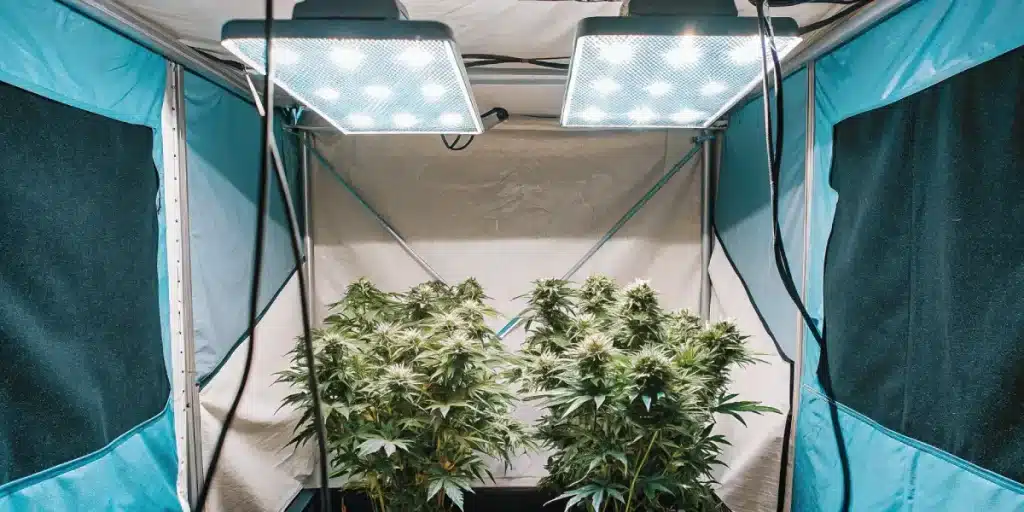 salle de culture de cannabis avec double éclairage LED et plantes vertes luxuriantes.