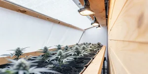 sélection-graines-cannabis-laboratoire-qualité