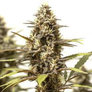plante de cannabis Bubblegum Gelato aux fleurs colorées