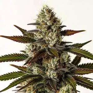 Gros plan sur un bourgeon de cannabis Moonbow avec trichomes abondants et teintes vertes et violettes