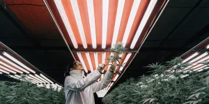 Chercheuse en blouse examinant une plante de cannabis sous éclairage LED dans une salle de culture intérieure contrôlée.