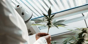 Scientifique en blouse blanche analysant une plante de cannabis cultivée en intérieur sous éclairage LED.