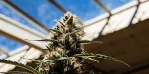 Bourgeon de cannabis résineux cultivé en serre, couvert de trichomes brillants sous une lumière naturelle intense