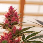 gros plan sur une plante de cannabis Bubba Kush Auto aux fleurs roses sous serre.