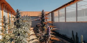 plantes de cannabis Bubba’s Gift aux feuilles violettes cultivées à l’extérieur près d’une serre.