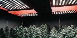 plants de Bubblegum Haze cultivés en intérieur sous lampes LED blanches