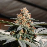 gros plan sur un bourgeon de cannabis Bubblegum Sherbet couvert de trichomes et de pistils orange.