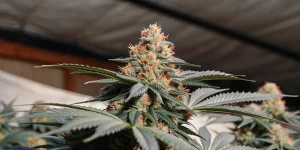 gros plan sur un bourgeon de cannabis Bubblegum Sherbet couvert de trichomes et de pistils orange.