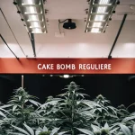 Salle de culture de cannabis Cake Bomb Régulière sous éclairage LED avec plantes en pleine floraison.
