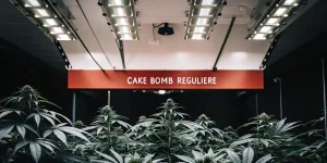 Salle de culture de cannabis Cake Bomb Régulière sous éclairage LED avec plantes en pleine floraison.