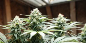 Cannabis bud closeup indoor montrant une tête dense et givrée avec pistils orange.