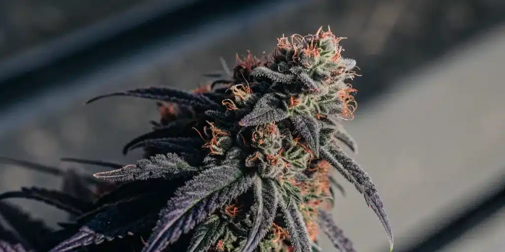 Gros plan d’un bourgeon de cannabis violet avec pistils orangés et forte production de résine.
