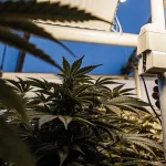 Feuille de cannabis jaunie illuminée en contre-jour sous la lumière du soleil.