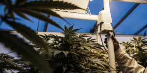 Feuille de cannabis jaunie illuminée en contre-jour sous la lumière du soleil.