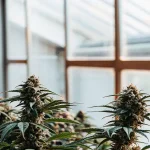 Gros plan de fleurs de cannabis en intérieur montrant des trichomes denses et brillants dans une serre éclairée.
