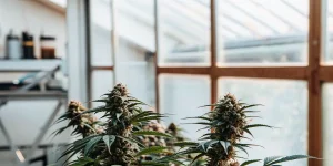 Gros plan de fleurs de cannabis en intérieur montrant des trichomes denses et brillants dans une serre éclairée.
