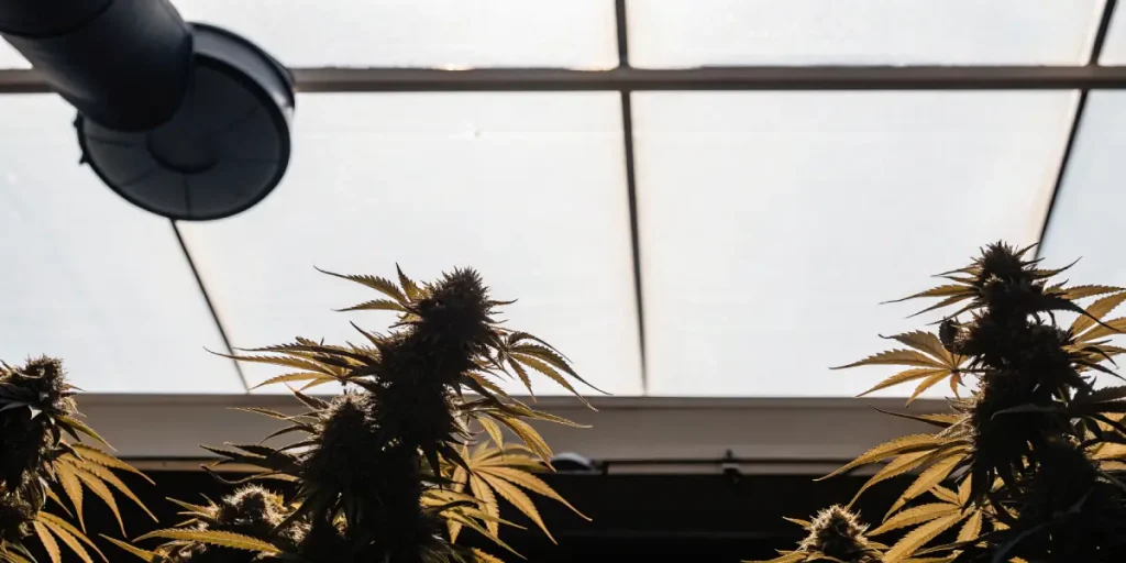 Plants de cannabis matures éclairés par la lumière naturelle dans une serre de culture.