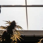 Plants de cannabis matures éclairés par la lumière naturelle dans une serre de culture.