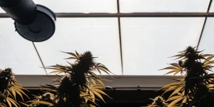 Plants de cannabis matures éclairés par la lumière naturelle dans une serre de culture.