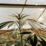 Feuilles de cannabis rouges illuminées par la lumière du soleil dans une serre moderne.