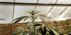 Feuilles de cannabis rouges illuminées par la lumière du soleil dans une serre moderne.