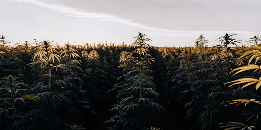 champ de cannabis en extérieur éclairé par la lumière dorée du coucher du soleil